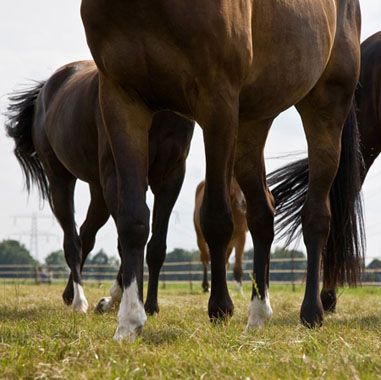 Dieren Fotografie