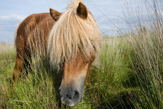 Dieren Fotografie