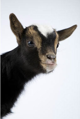 Dieren Fotografie