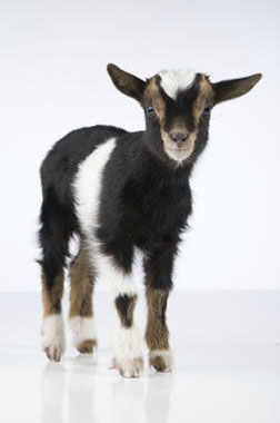 Dieren Fotografie