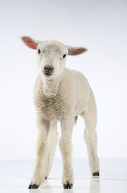 Dieren Fotografie