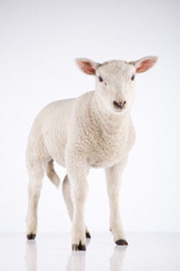 Dieren Fotografie