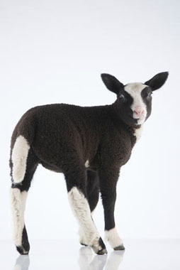 Dieren Fotografie