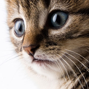 Glossy Eyes