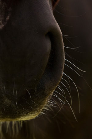 Hairy Nose