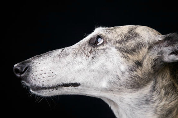 Pip Close Up