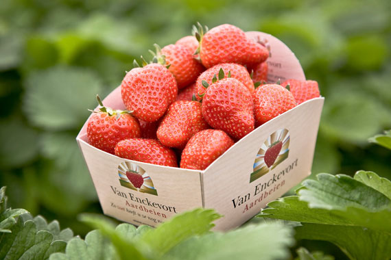 Van Enckevoort Aardbeien